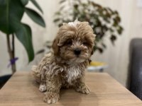 Minik Maltipoo Çişini Öğrendi Evini Arıyor