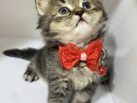 Safkan british longhair tabby uzun tüy yuvarlak surat
