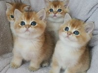 British shorthair golden bebekler
