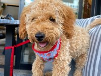 Aşılı Eğitimli Dünyalar Tatlısı Maltipoo Yavrumuz