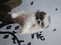 Pomeranian boo bebeklerim