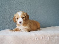 F1B GOLDENDOODLE YAVRULAR