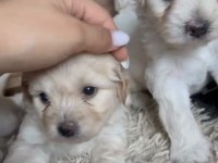 Muhteşem Güzellikte Safkan Maltese Terrier Yavrular