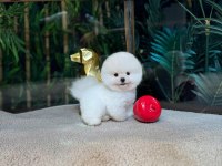 Kore Kar Beyaz Pomeranian Boo Yavrumuz