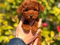2.5 aylık üst kalite toy poodle dişi yavrumuz