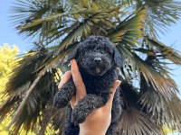 ÖZEL RENK TEACUP POODLE WC (PET) EĞİTİMLİ