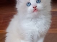 Safkan Ragdoll Bebekler