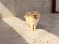 Bir yaşında teacup teddy bear uysal eğitimli dişi pomeranian