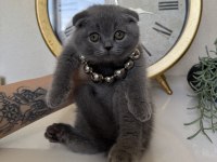 Scottish Fold Yavrular