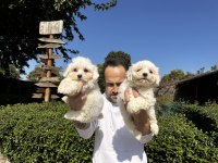 Maltese Terrier Yavrularımız