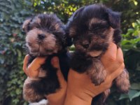Yorkshire Terrier Yavru Köpekleri