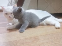 Anne baba orjinal british shorthair