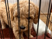 2 aylık toy poodle