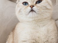 Lina Güzeller Güzeli Scottish Fold Kızım
