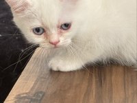 Güzeller güzeli british shorthair dişi