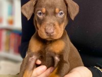 2 AYLIK SAF DOBERMANLAR KIZIL SİYAH