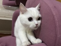 British shorthair 1 yaşında dişi