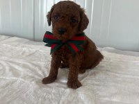 Baldan tatlı poodle köpeğimiz