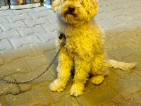 Yetişkin poodle
