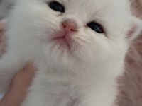 Silver ns11 dişi full şecereli british shorthair