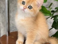Altın Parlaklığında Golden British Shorthair 