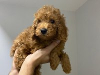 2 DİŞİ YAVRU TOY POODLE SAHİPLENDİRİYORUZ