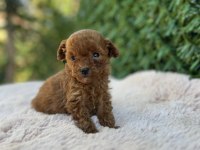 Toy poodle bebekler üst kalite