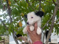 Ankarada safkan aşılı pasaportlu border collie yavrular