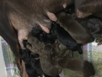 Doberman yavrusu