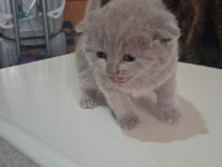 British Shorthair Gri bebeklerimiz