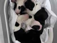 French Bulldog Bebeklerimiz Yeni Ailelerini Bekliyorlar