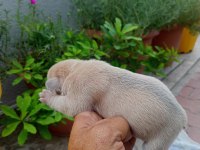 Egzotic Fransız bulldog