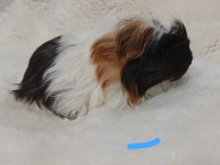 Guinea Pig Bebekler