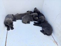 Blue dişi cane corso yavrular