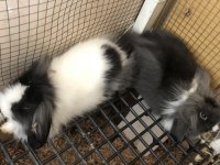HOLLANDA TEDDY LOP TAVŞANI YAVRULARI