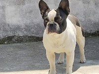 1 yaşında bulldog tüm aşıları mevcuttur