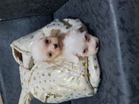 2 aylık dişi ve erkek köpekler