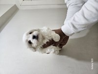 0 numara maltese terrier bebekler