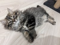 2 aylık british erkek longhair