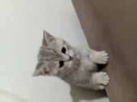 Yavru scottish fold kedimiz uyguna verilecek