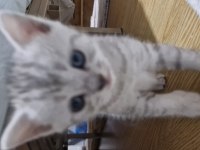 Bursa yavru british shorthair kedimiz
