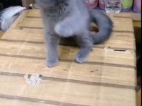 British Shorthair Yavrularımız Irk Ve Sağlık Garantili