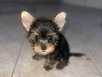 Wc eğitimli safkan yorkshire terrier bebekler