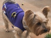 Tuvalet eğitimli full aşılı köpeğimiz