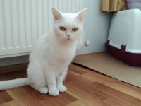 Uygun puanlı sahiplendirme kedimiz