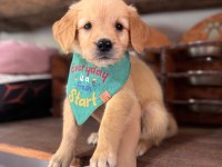 Her ailenin hayali golden retriever bebekleri