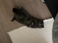 British shorthair mazluma yuva