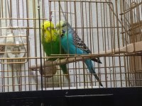 Jumbo Çift Muhabbet Kuşu