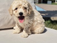 Akıllı ve Tüy Dökmeyen Karakteriyle Maltipoo Yavrusu