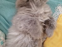 3 aylık british longhair yavrumuzu sahiplendiriyoruz